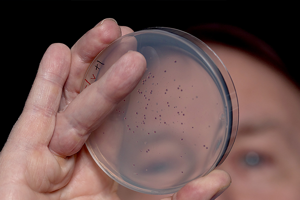 Richard Lenski looking through petri dish