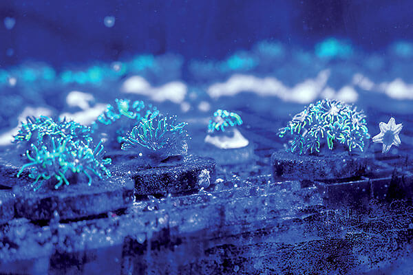 Hawaiian coral in a tank.