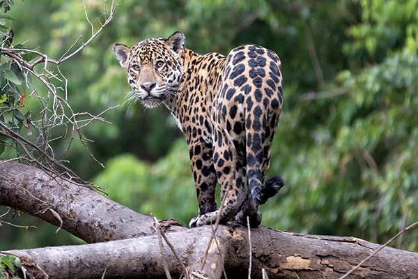 Leopard standing on a downed tree.